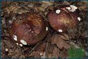 0_d2595_6a404cb4_orig.jpg