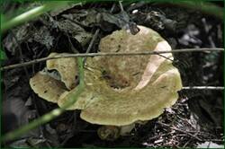 0_142e77_46519240_orig.jpg