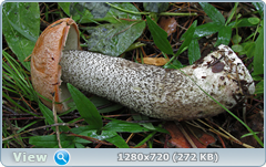 0_ea8cd_28653fde_orig.png