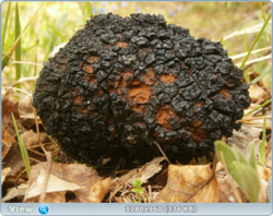 0_e2583_d67995d7_orig.png