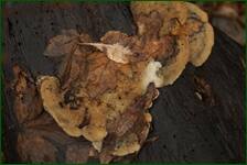 0_f1ef7_6845e1e3_orig.jpg