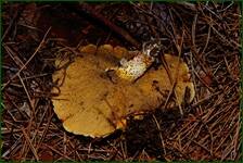 0_f1434_fc2db96_orig.jpg