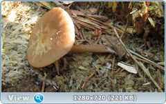 0_115b1b_91ba40bd_orig.png