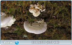 0_115e9f_6f526492_orig.png