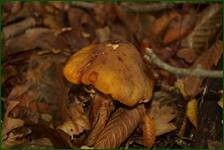 0_f0e87_1785be8a_orig.jpg