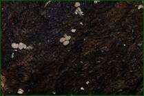 0_f1584_9b7729a6_orig.jpg