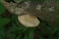 0_fc621_798f8f46_orig.jpg