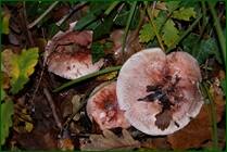 0_f07fd_7156655_orig.jpg