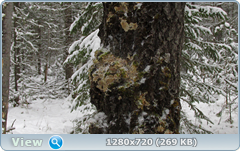 0_1162f7_a4914cd8_orig.png