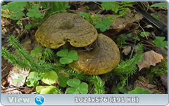 0_11fccb_1c303149_orig.png