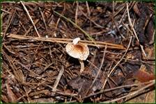 0_f141e_dd111144_orig.jpg