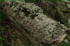 0_fc7a2_58aa9e67_orig.jpg