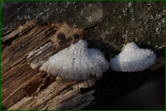 0_10393a_7efd9f42_orig.png