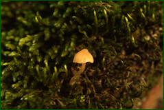 0_103950_4f1057eb_orig.png