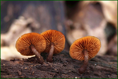 0_10395e_da836ec6_orig.png