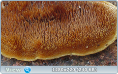 0_1158e9_77234699_orig.png