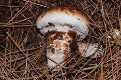 0_f1407_f6b149f6_orig.jpg