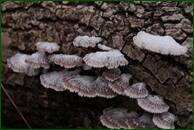 0_f16f1_80995315_orig.jpg
