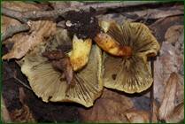 0_f1530_5bfe480d_orig.jpg