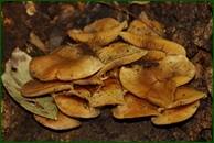 0_f16fd_5efb7d52_orig.jpg