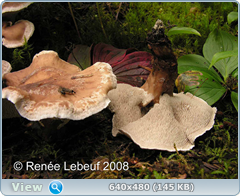 0_11b784_19511b83_orig.png