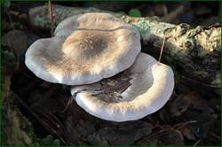 0_134204_20e288f3_orig.jpg