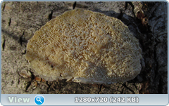0_115e0e_9681db8a_orig.png