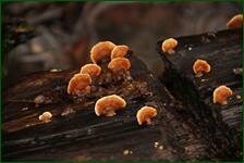 0_f1ea3_ee831d68_orig.jpg