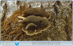 0_115df5_349b747_orig.png