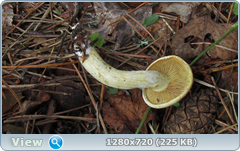 0_11a4a1_70a125a6_orig.png