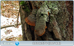 0_123d9b_205cd801_orig.png