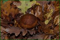 0_f0779_92310989_orig.jpg