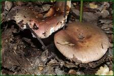 0_fc67d_b21067d8_orig.jpg