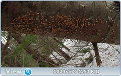0_1242c8_5d264fc7_orig.png