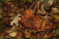 0_f0e85_cb8b058d_orig.jpg