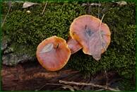 0_f1677_95c9078b_orig.jpg