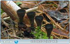 0_1260f8_877a78fb_orig.png