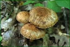 0_fc62d_6c076a0d_orig.jpg