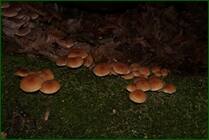 0_f15ec_5a170d41_orig.jpg