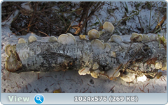 0_11eab6_30bec776_orig.png