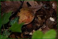 0_ef976_2b89fdbc_orig.jpg