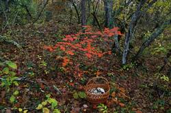 0_f07f2_e15592e5_orig.jpg