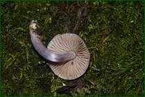 0_f15fe_115728d4_orig.jpg