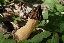 0_f61ab_81501856_orig.jpg