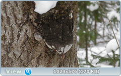0_11f0ea_c0134377_orig.png