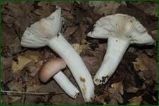 0_fc681_19e201ea_orig.jpg