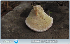 0_115ead_e662c123_orig.png