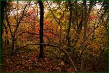 0_f05bb_205c5575_orig.jpg