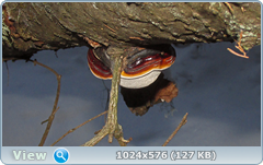 0_11cd20_876d8998_orig.png