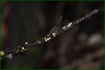 0_f1536_4cd40510_orig.jpg